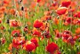 Summer Meadow / Poppy Field / nature background or wallpaper