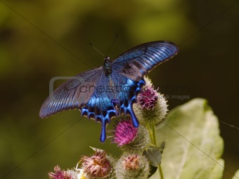 The black-blue butterfly on a thistle flower