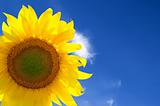 Closeup of yellow sunflower 