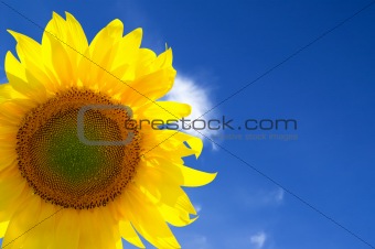 Closeup of yellow sunflower 