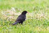 blackbird (turdus merula)