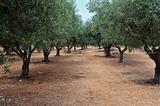 olive tree rows