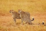 Masai Mara Cheetahs