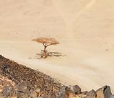 Lonely dry tree in Egypt desert