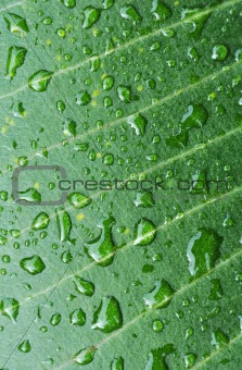 the texture of green leaf after rain