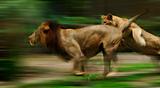 Rrunning lions in forest