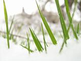 Blades of Grass in Snow