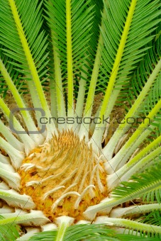 Center of a Young Palmtree 