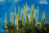 Cacti and Blue Sky