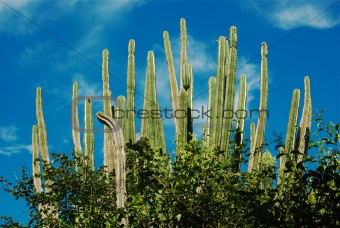Cacti and Blue Sky