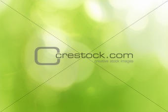 Green forest bokeh 