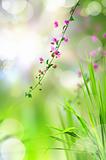 pink flower and fresh grass with light reflect in morning