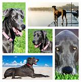 Collage of photos of a great dane dog