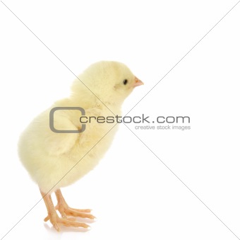 newborn chick