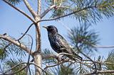 Starling on a pine tree on a background of blue sky