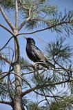 Starling on a pine tree on a background of blue sky