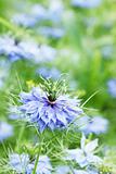 dark-blue flower