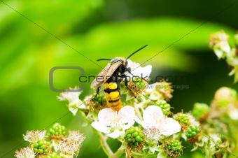 Bee sitting on the flower on bright summer day