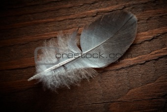 Pigeon feather on the old wood texture.