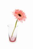 Gerber daisy isolated on the white background