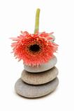 Pink gerber daisy and pebbles isolated on white