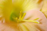 The Stigma of a Gladiolus Flower