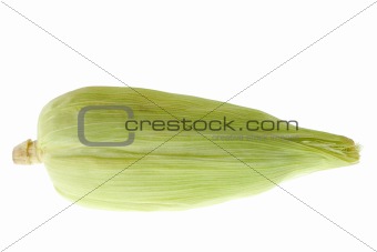 Corn Cob on White