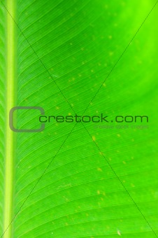 green leaf for background