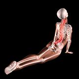 Female skeleton stretching back