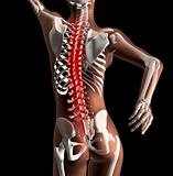 Female medical skeleton with spine highlighted