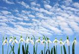 Group of snowdrop flowers  growing in row over sky with clouds