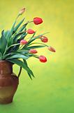 Red tulips in old jug over colored background