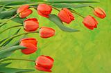 Group of red tulips over colored background