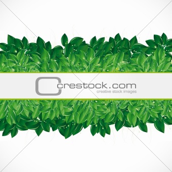 Natural background with green leaves, grass and dew.