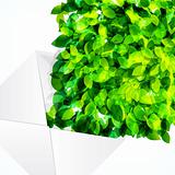 Vector fresh spring foliage background. Abstract background of f