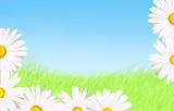 White daisies grass and sky background