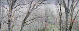 Oak forest panorama