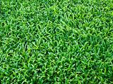Bright Soft green grass