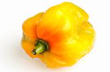 Eastern yellow bell pepper