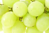 Green grapes 