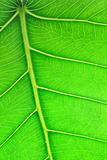 Close up image of green leaf