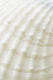 Background of sea shell surface texture
