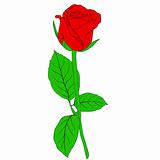 One red Rose in hand drawn style