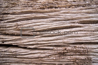 old wood grain