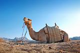 Sitting camel in the desert