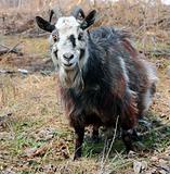 bearded goat 