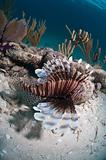 Lion fish on seabed