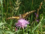 Large swallowtail butterfly on flower