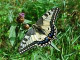 Large swallowtail butterfly