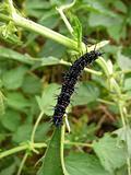 Sharp black caterpillar